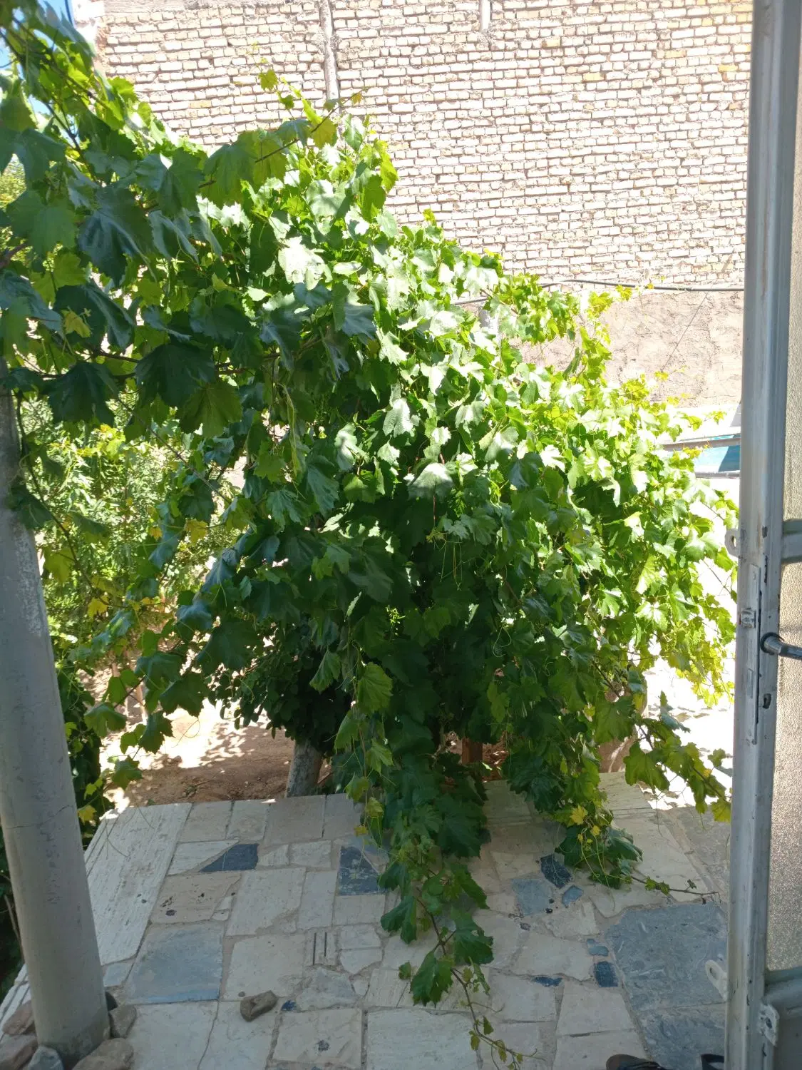 خونه باغ نقلی