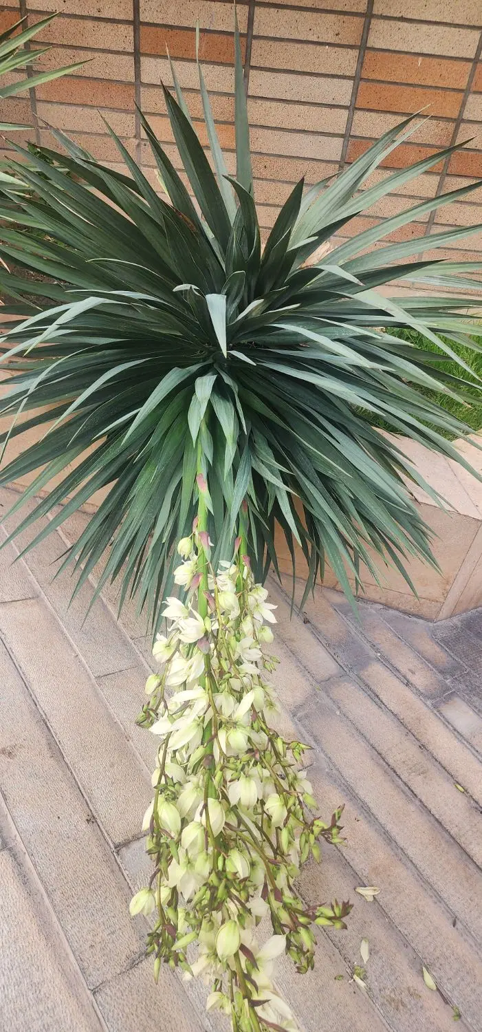 فروش ملک کلنگی سروستان جی