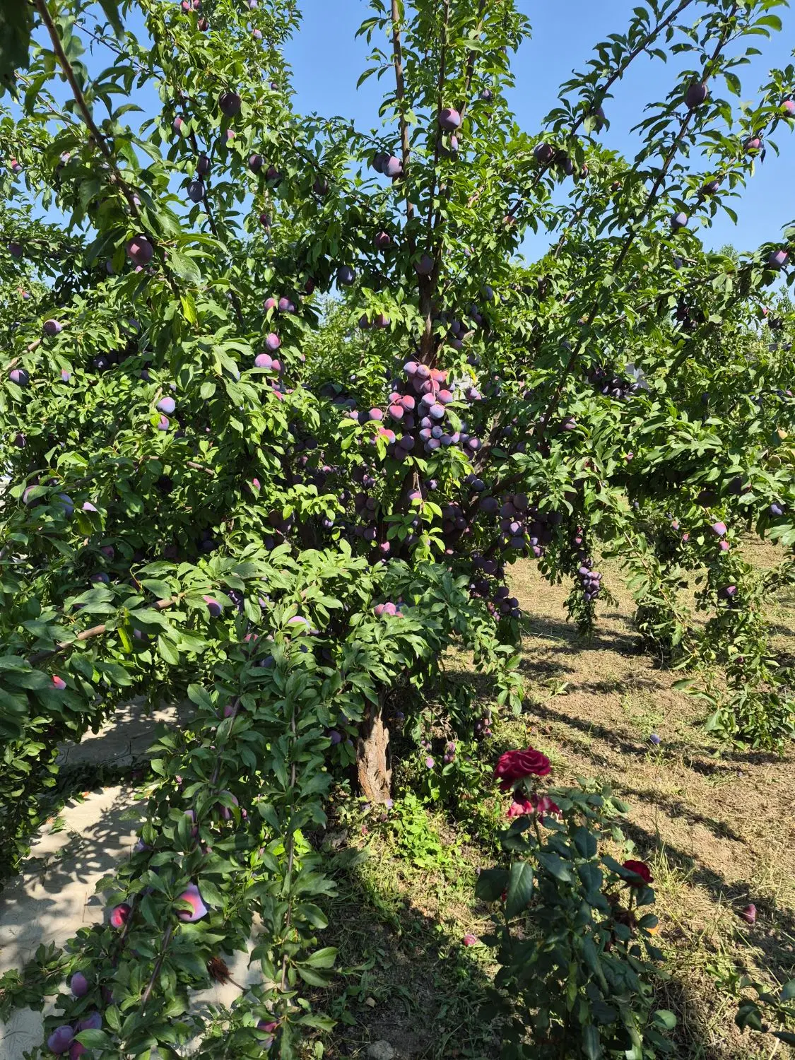 اجاره چند اصله درخت آلو کالیفرنیا