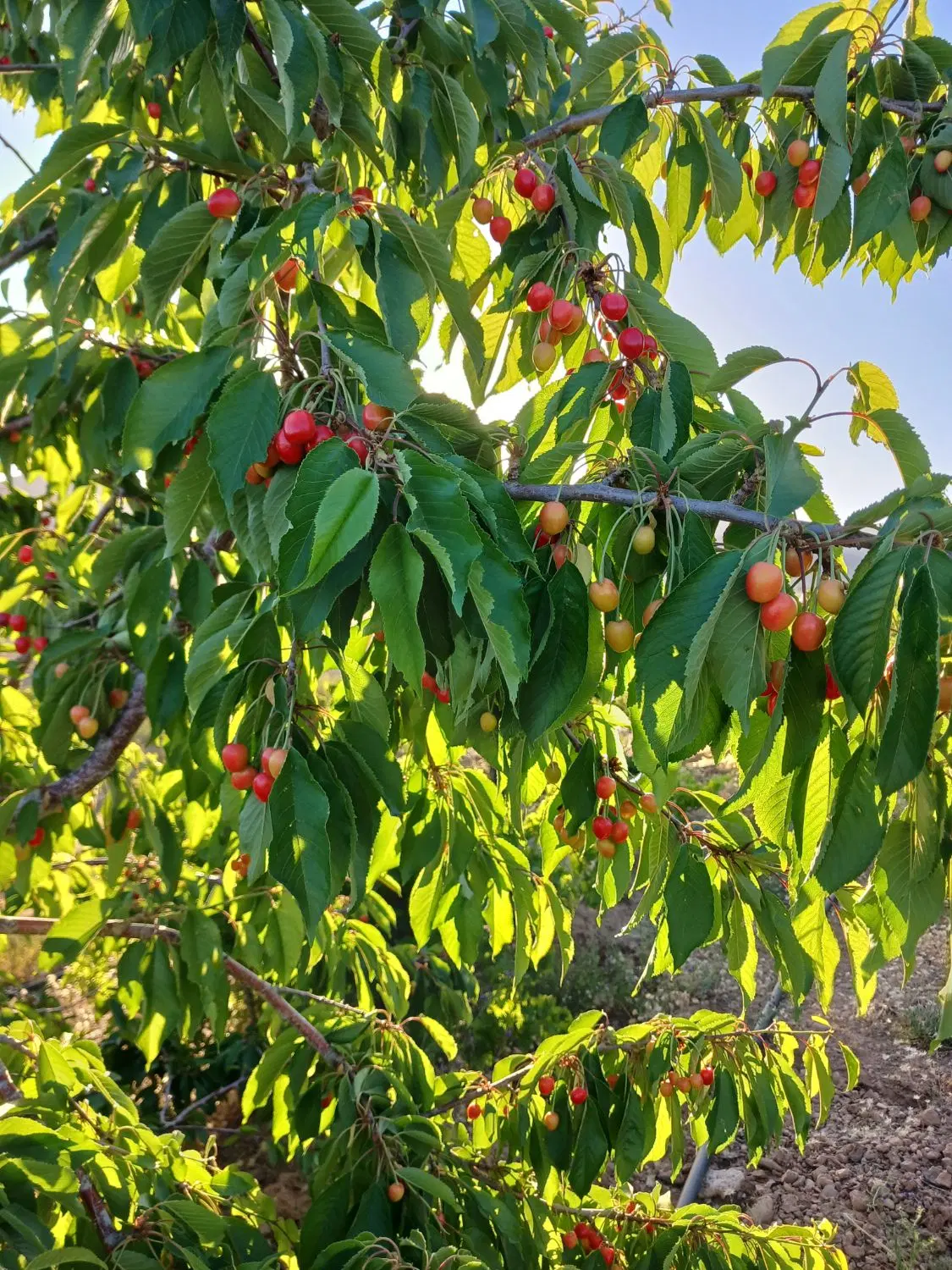 خانه باغ ویلایی ییلاقی بزرگ