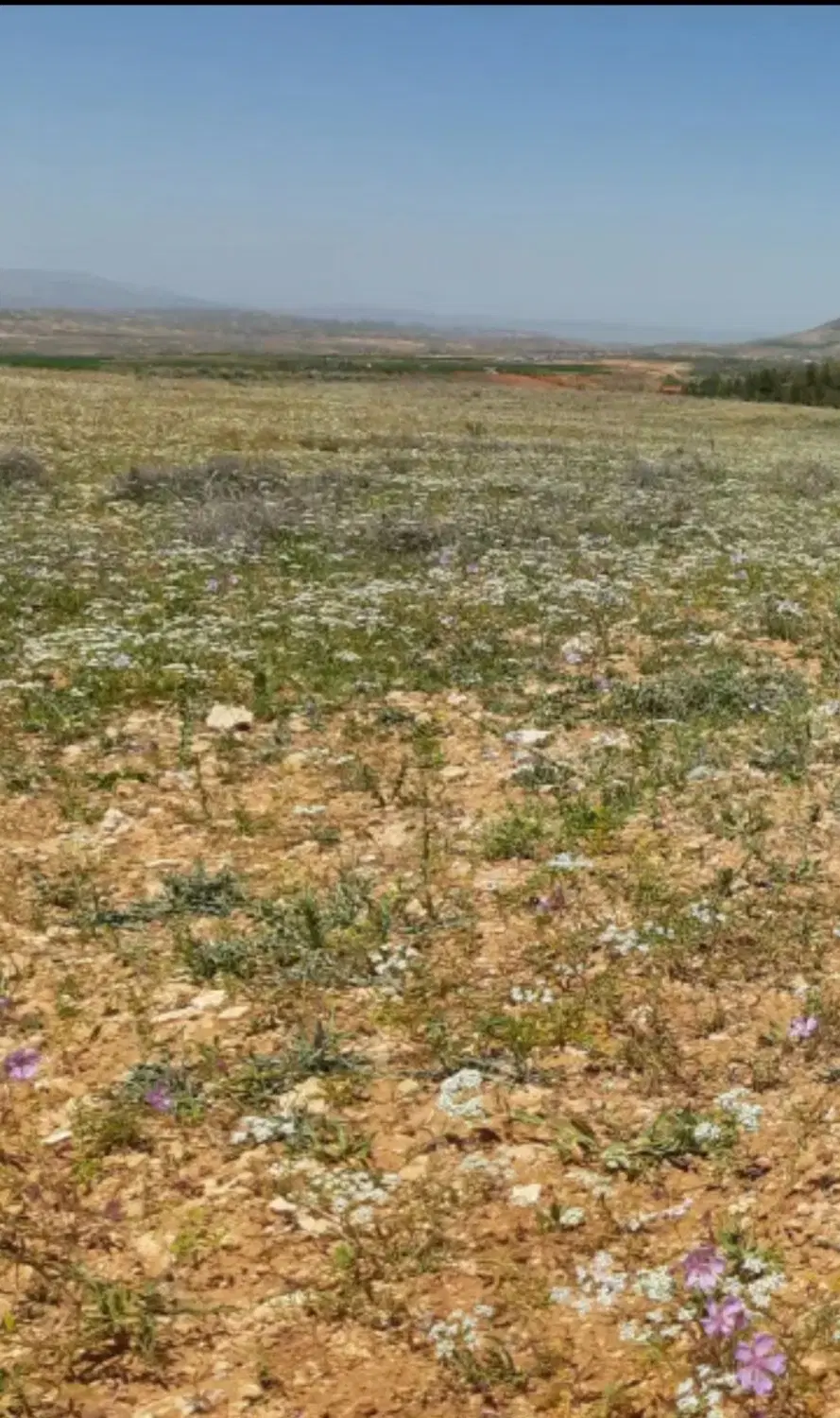 فروش فوری زمین باغی ۶۸۵متری، روبروی روستای کلستان