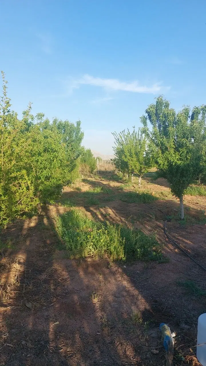 باغ میوه ۱۰۰۰متری