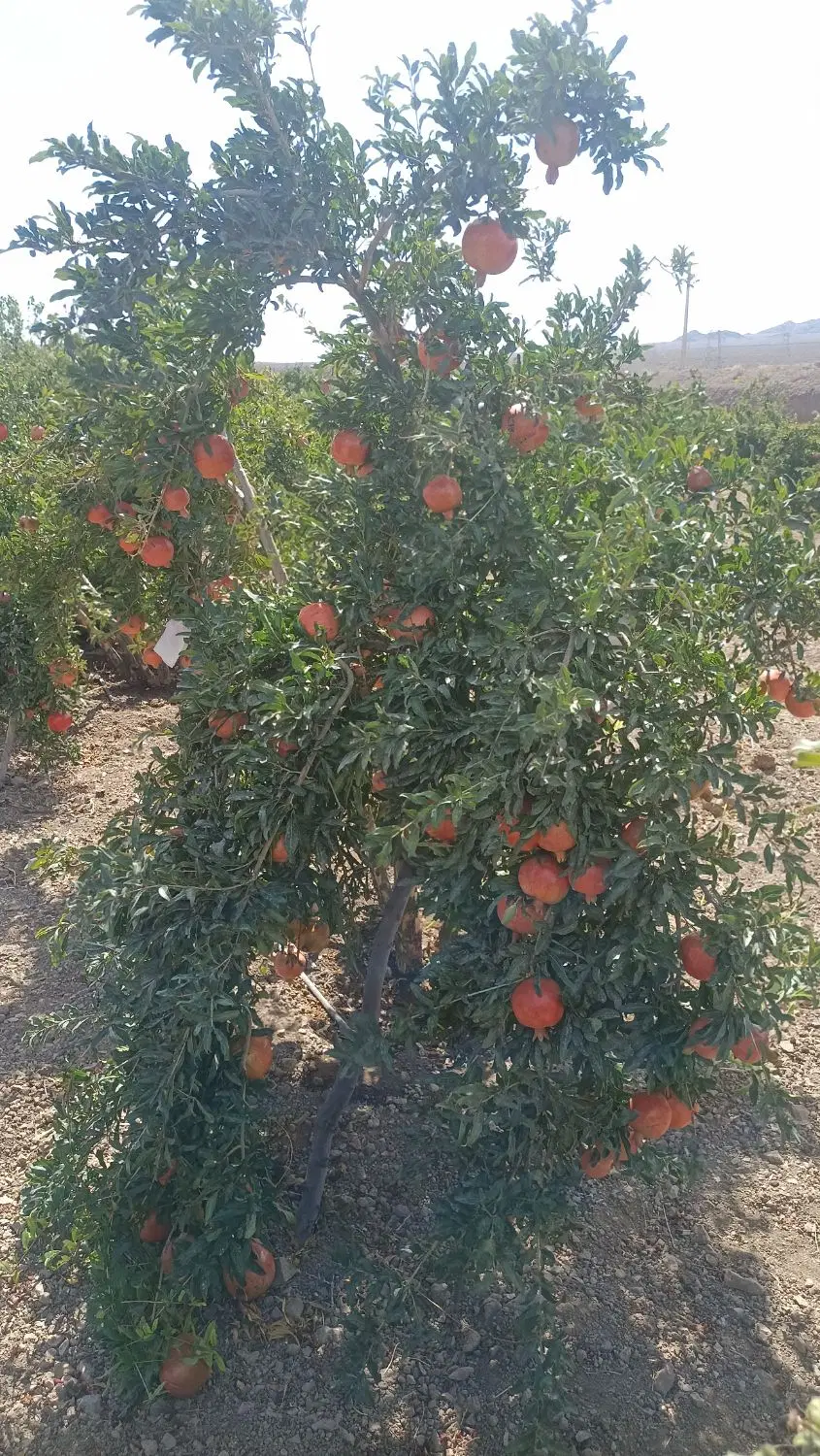 ۶۰۰متر زمین باغچه باغ