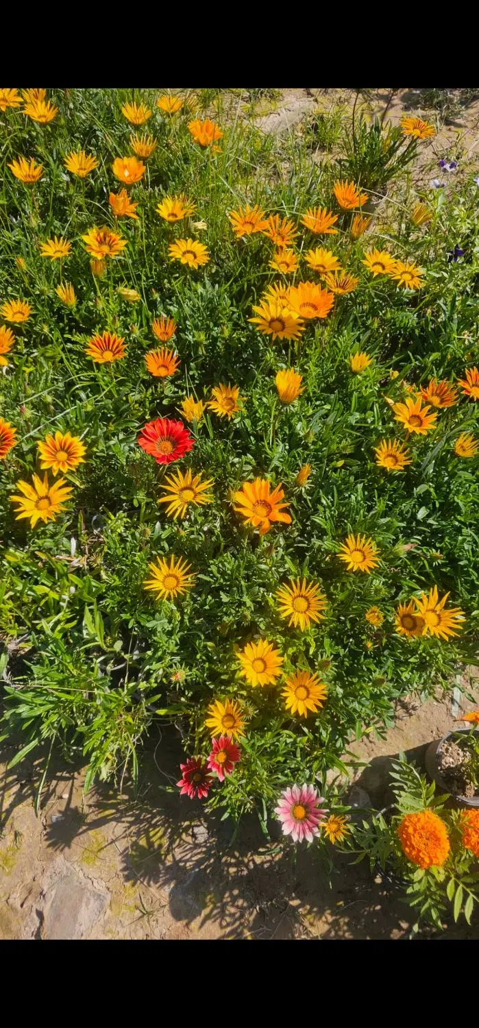 باغ ویلا باغچه