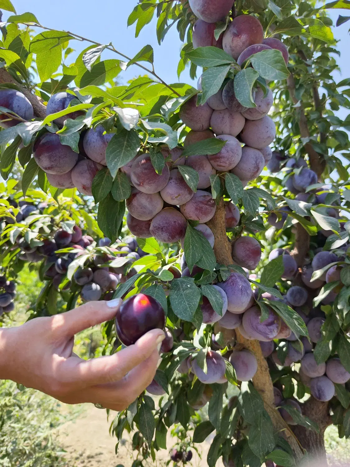 باغچه