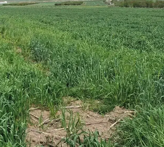 زمین کشاورزی مناسب برای باغ