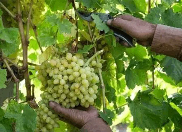 فروش باغ انگوری