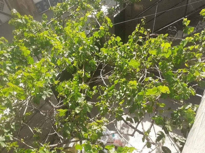 رهن ویلا یک طبقه