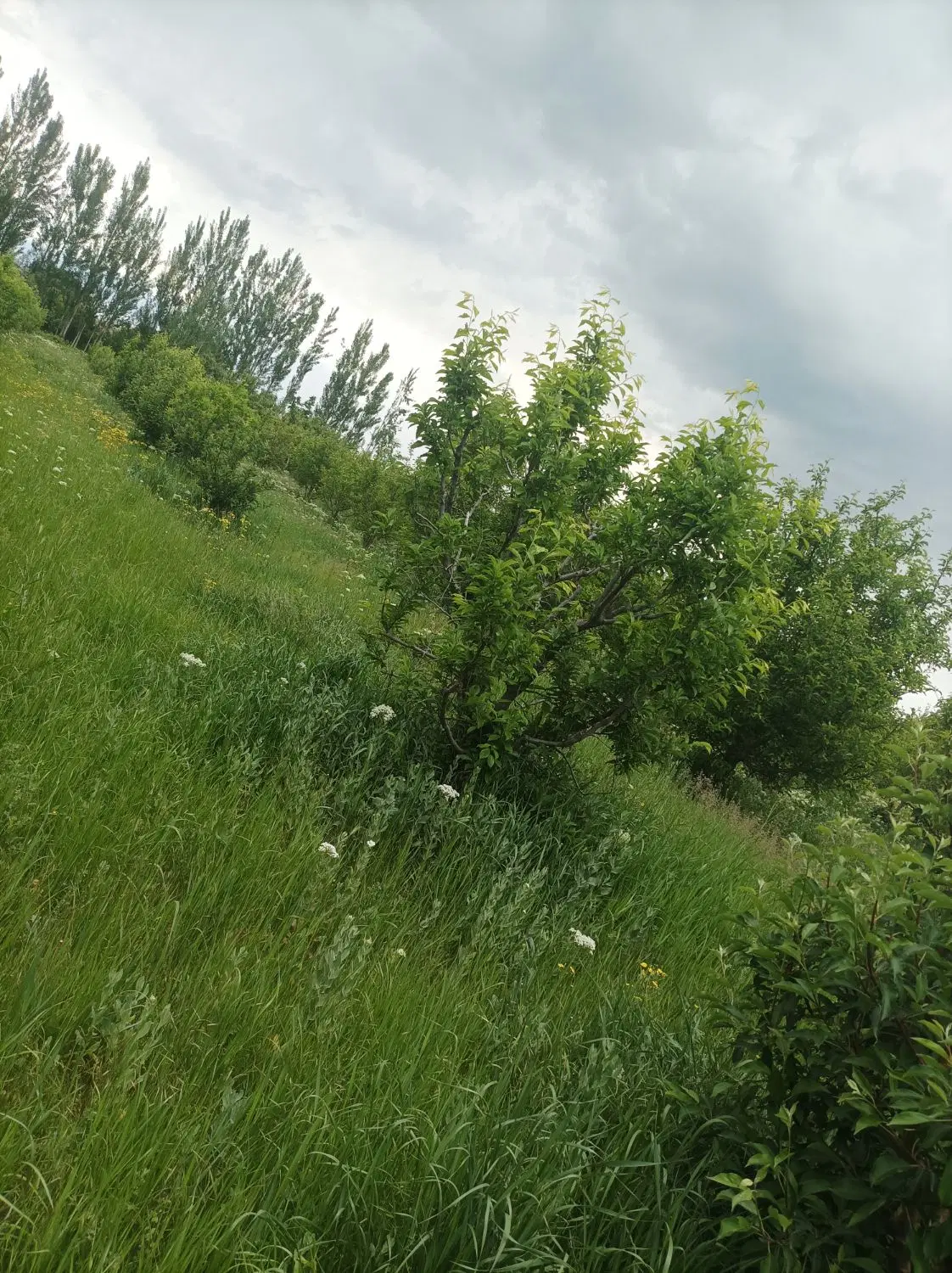 باغ میوه سرسبز در روستای خضر آباد