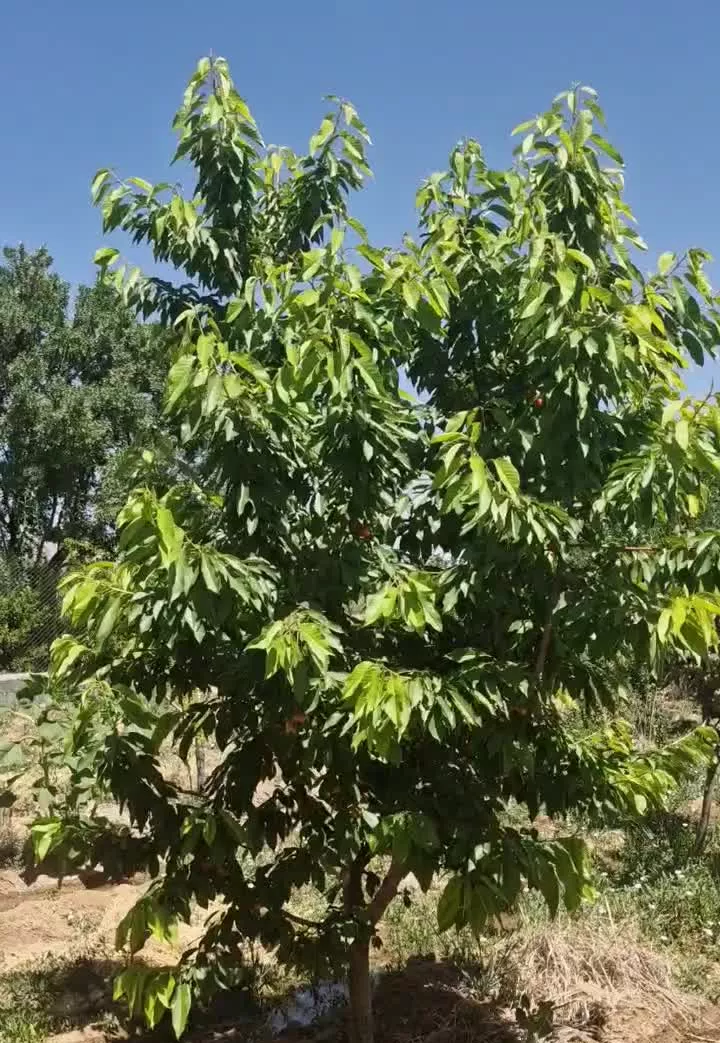 ۴ هزار متر باغ بادام