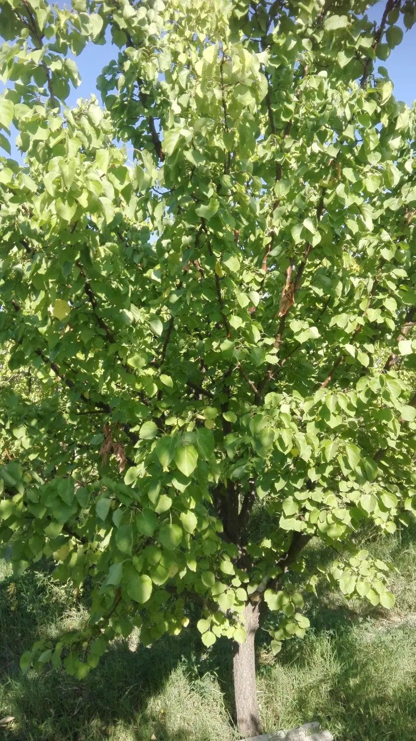 باغ ۴۰۰۰متری بزرگ اب وبرقدار سنتو اردوشاهی