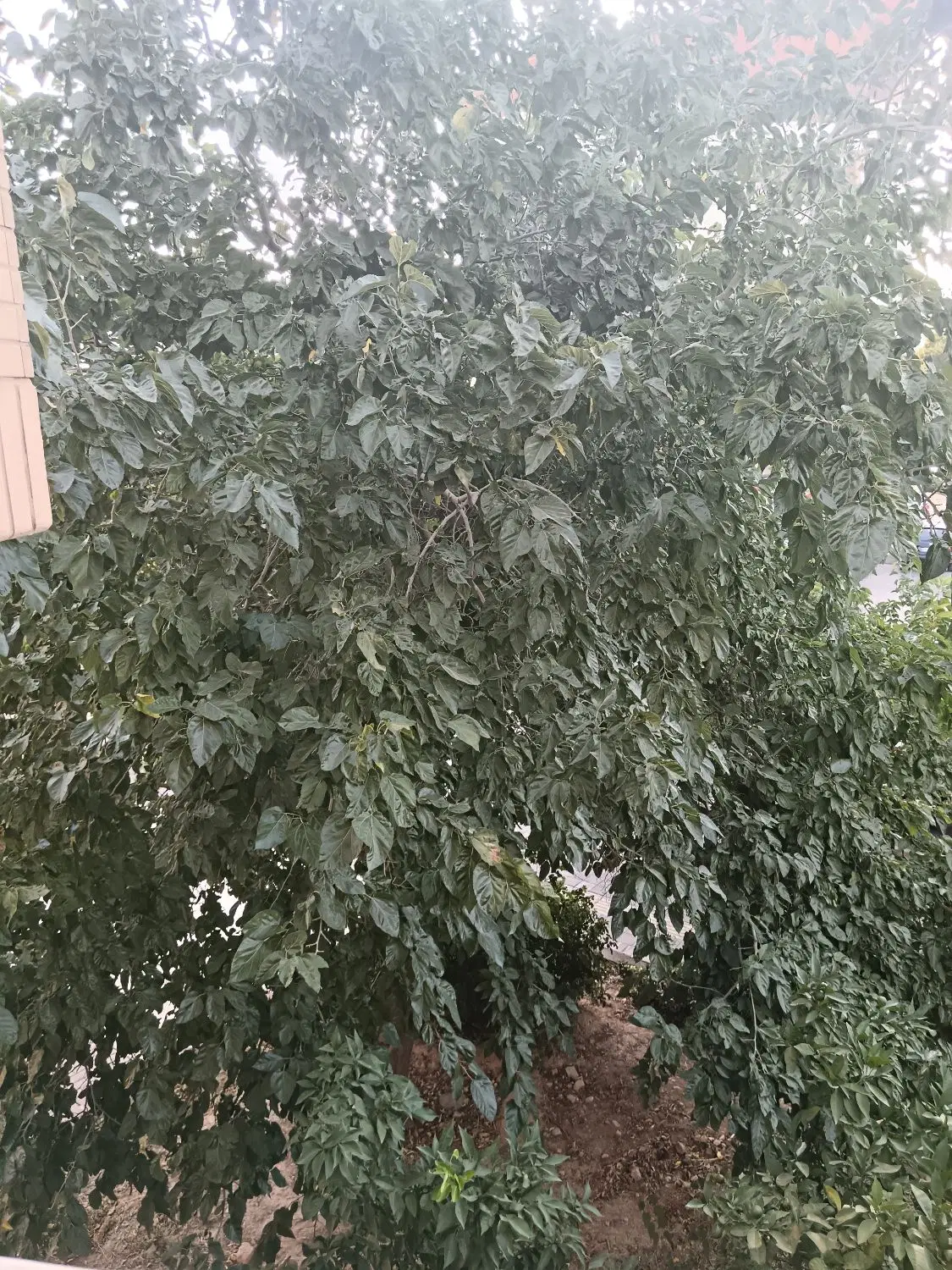 رهن و اجاره 90 متری طبقه دوم ویلایی _ ویو خوب