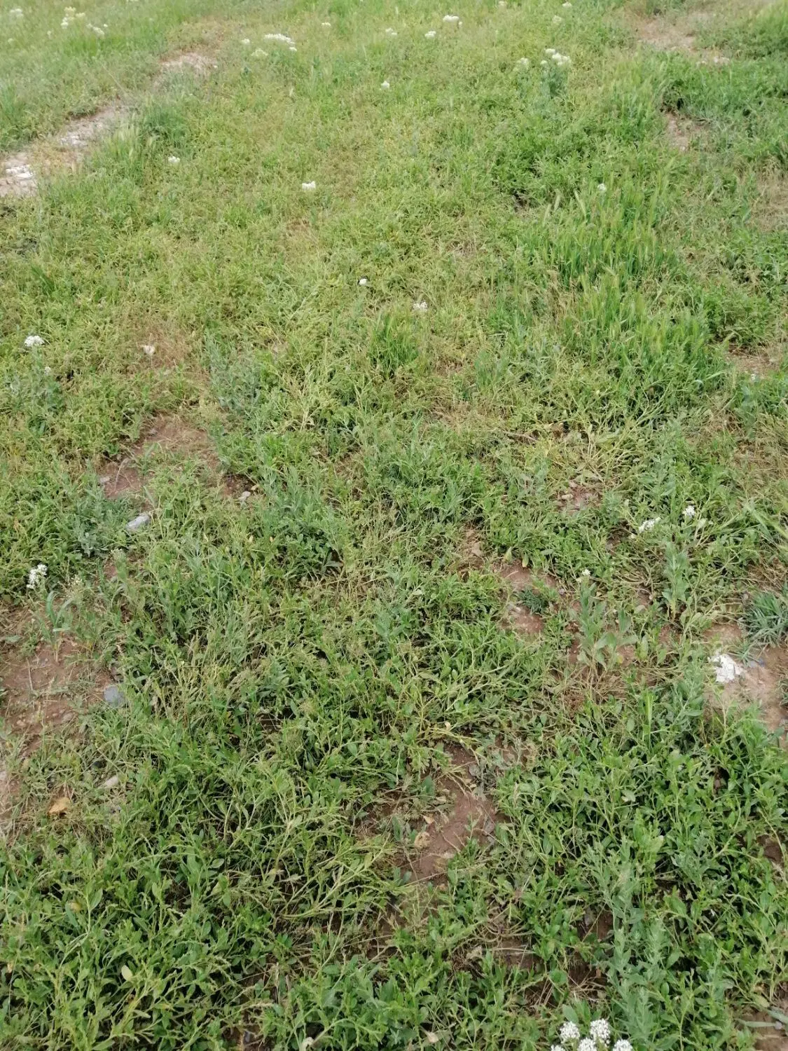 زمین ویلایی در خود صوفیان