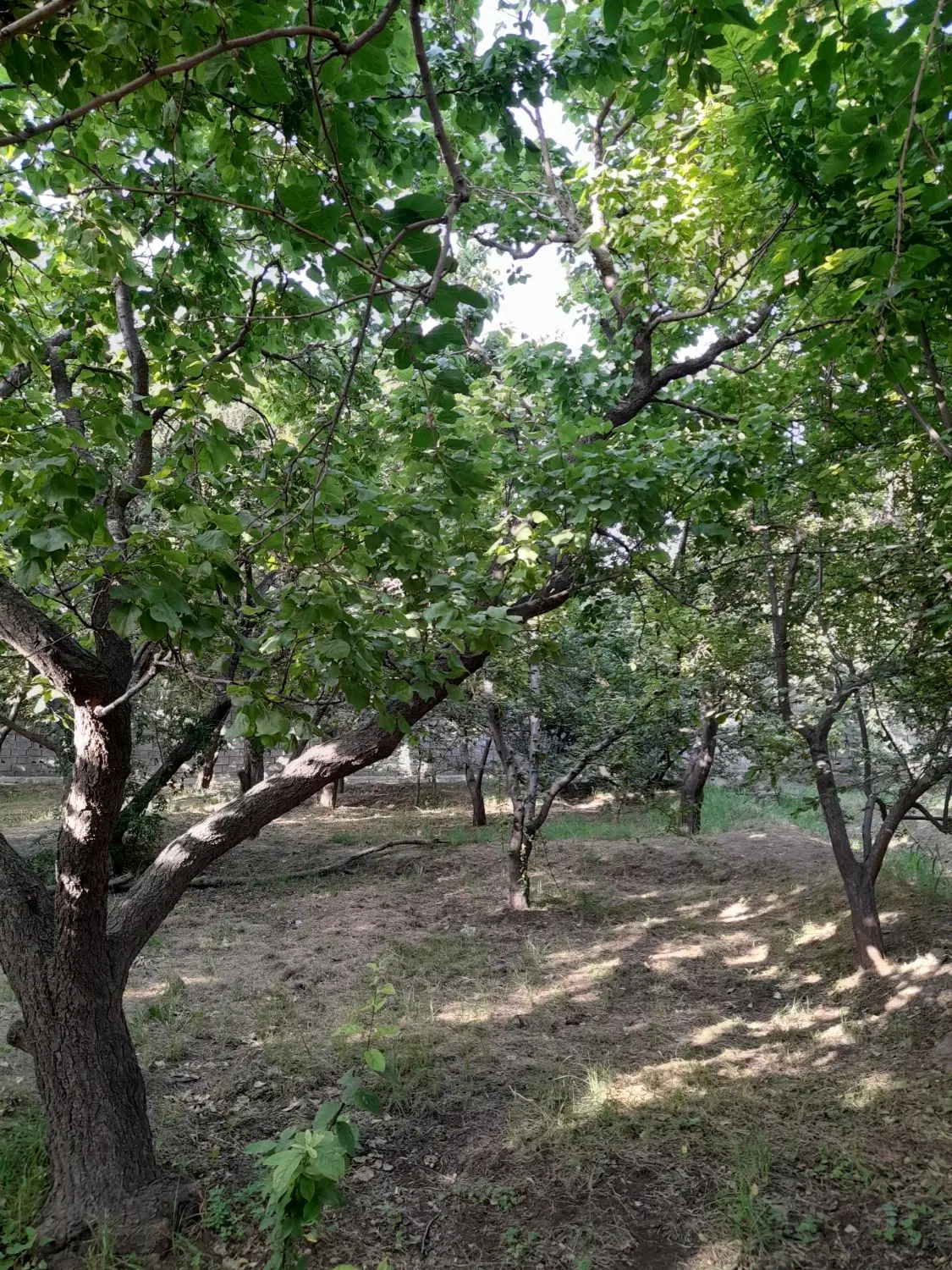 ۳۰۰مترباغچه_بکه_سند
