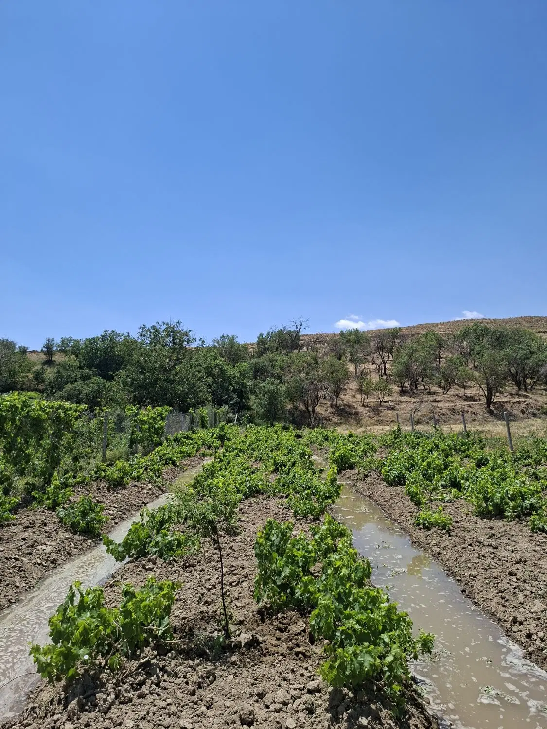 باغ انگور