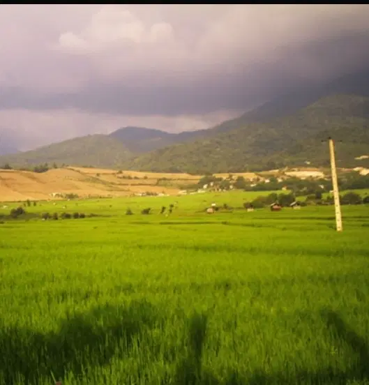 شالیزار