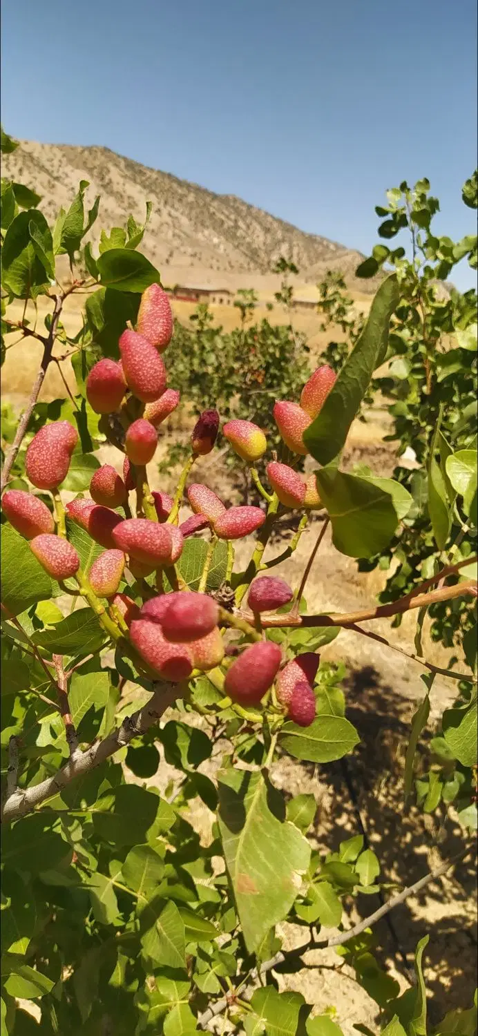 باغ پسته
