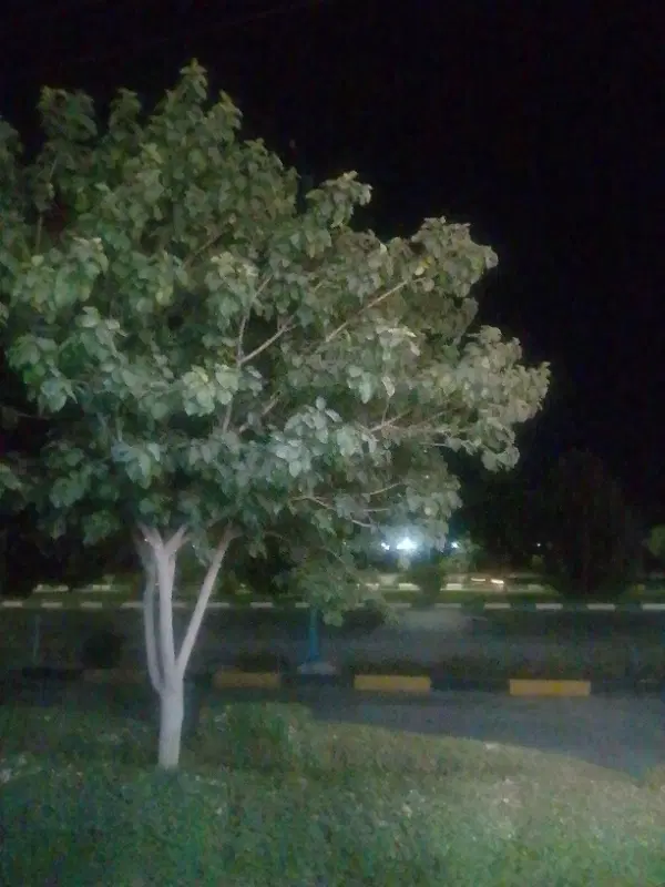 زمین کشاورزی . باغی  و انواع چهار دیواری