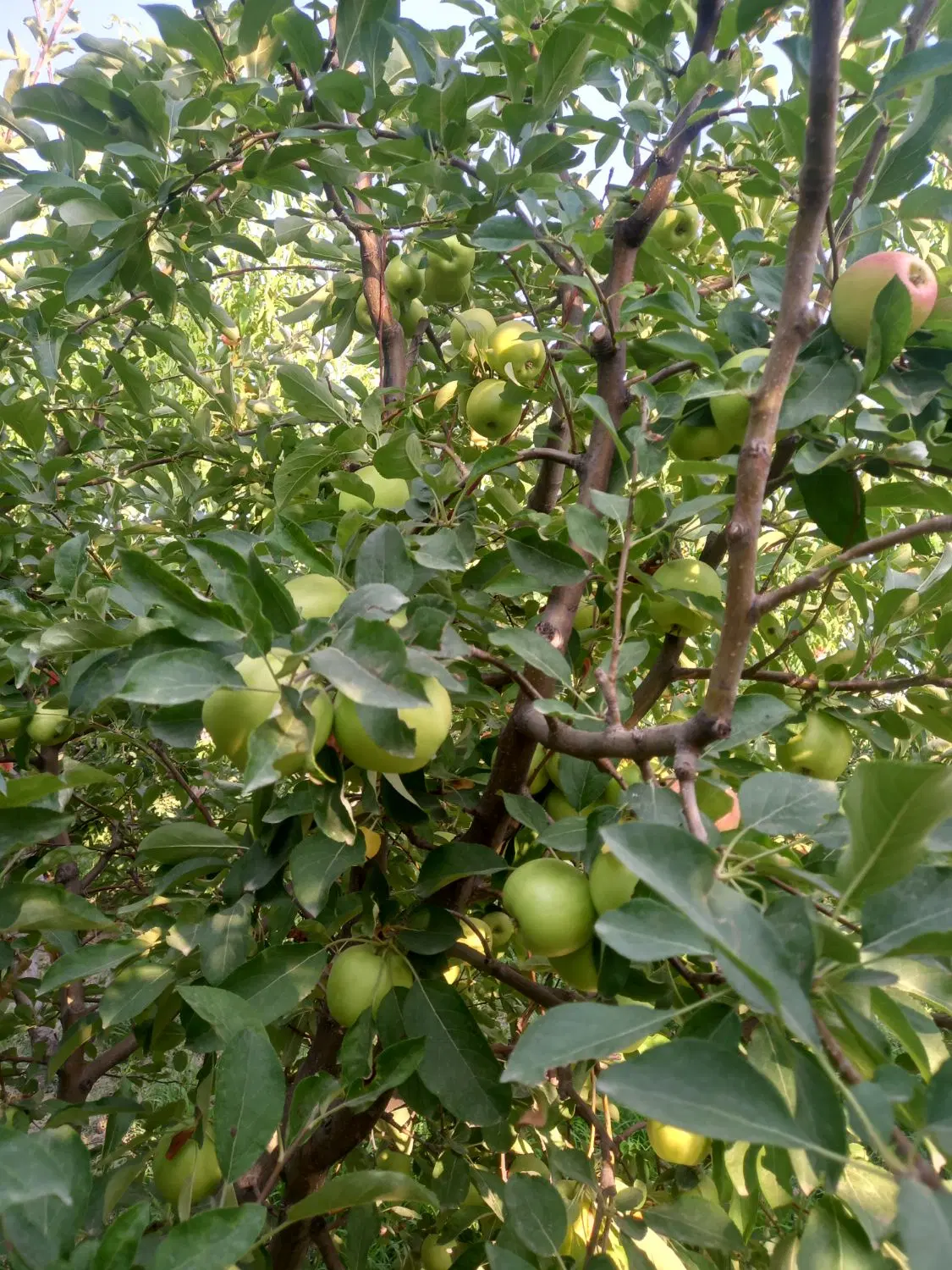 باغچه ۵۰۵ متر روستای سعیدلو