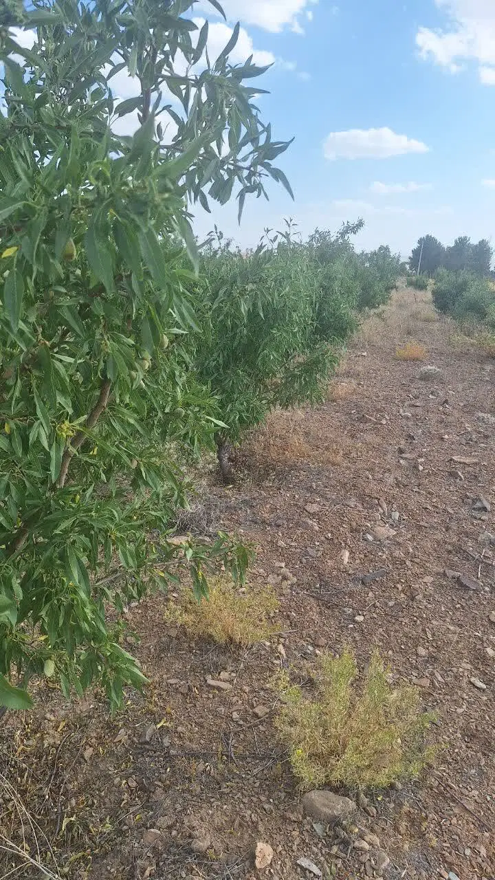 فروش استثنایی باغ بادام