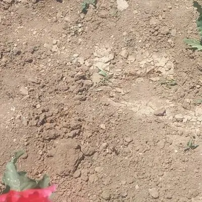 زمین ده پهن
