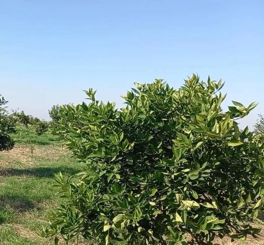 زمین و باغ  مناسب سرمایه گذاری