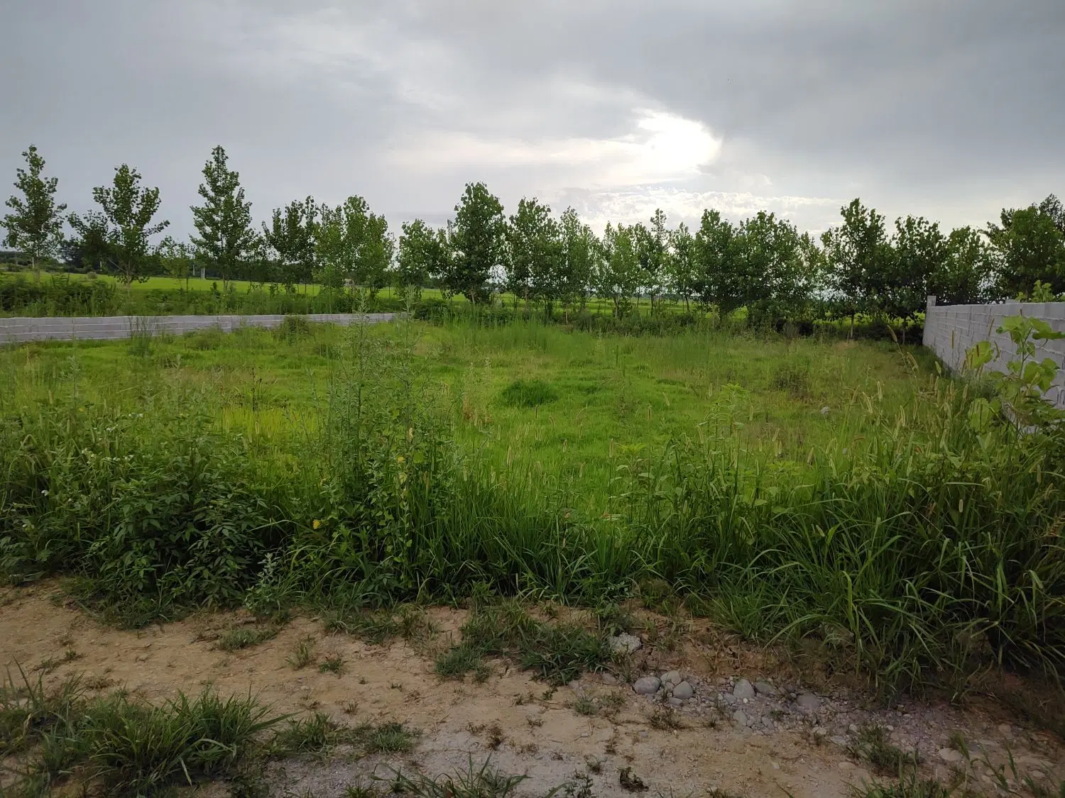 زمین در شمال رشت