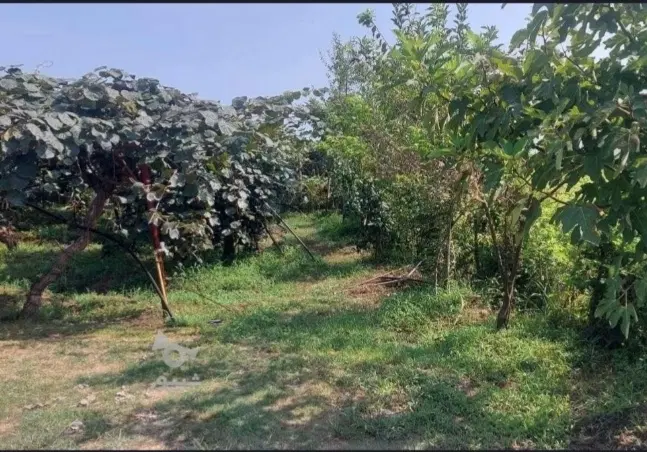زمین ۵۰۰۰ متری عالی
