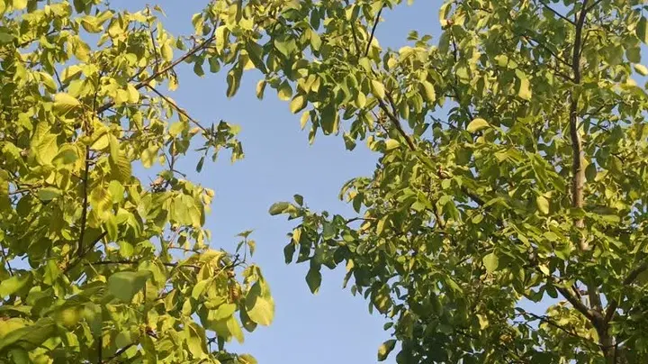 باغ انگور وگردو  سی سخت