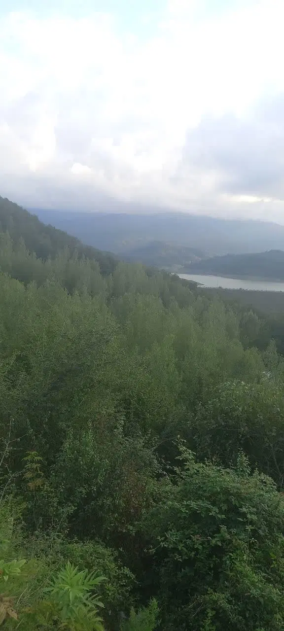 زمین مسکونی ۲۶۰ متر در شیرگاه