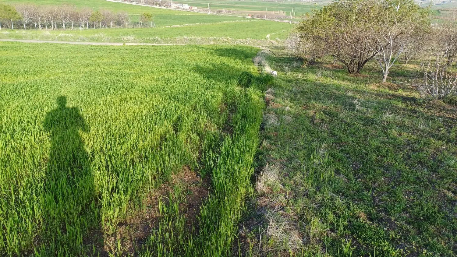 زمین کشاورزی