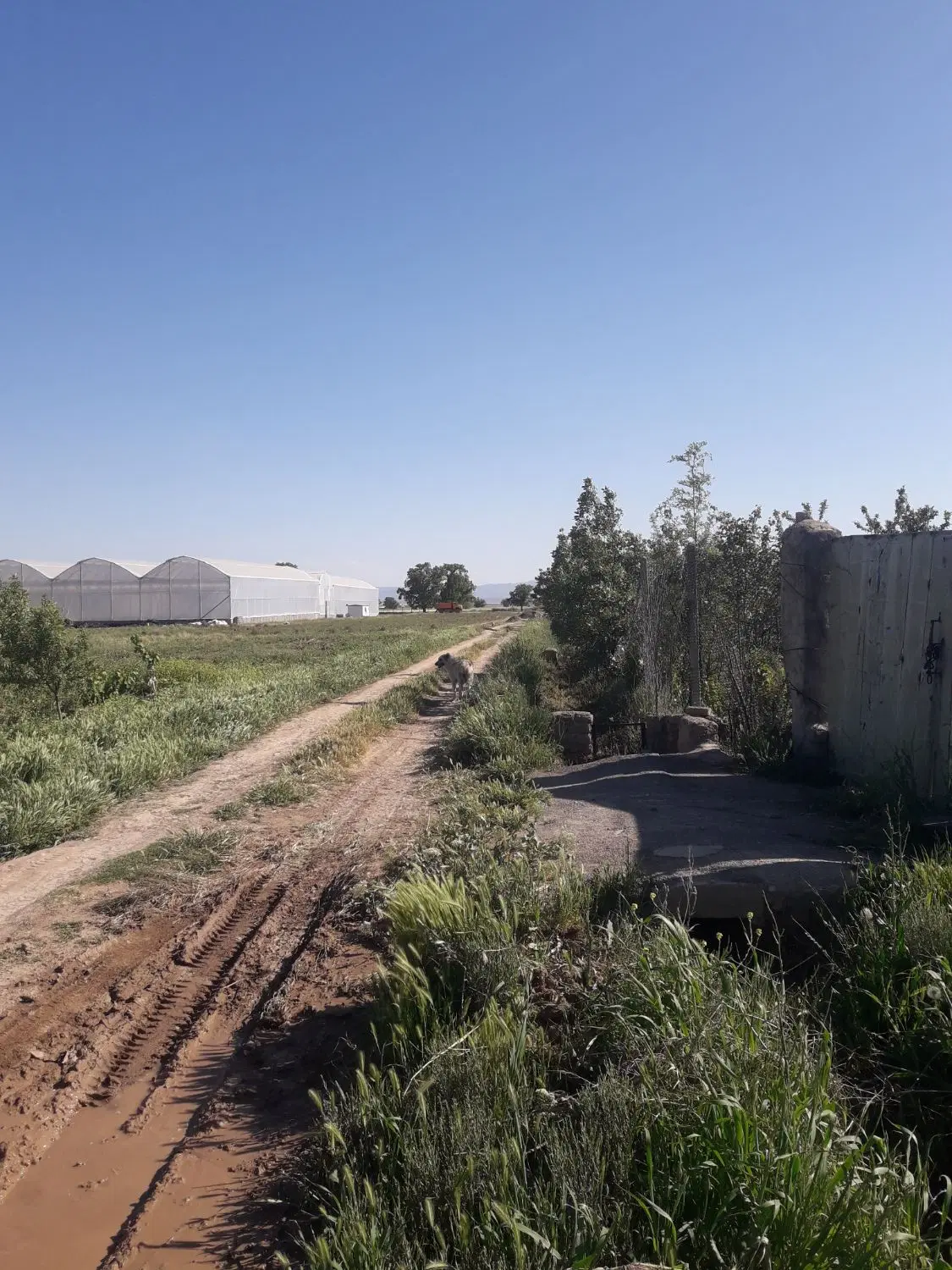 باغچه مجوزدار روستای کوله بهرام ۵۵۰متر