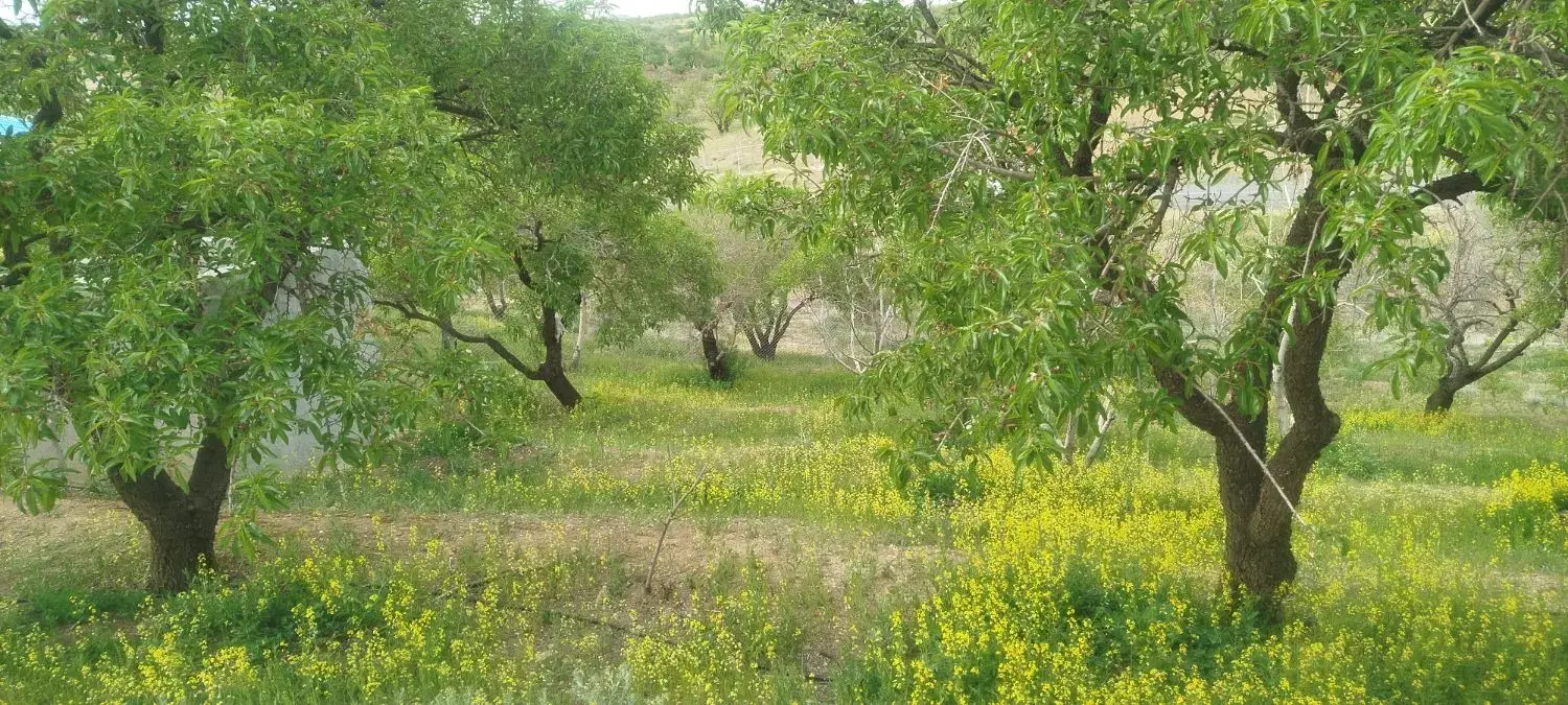 سزمین باغی