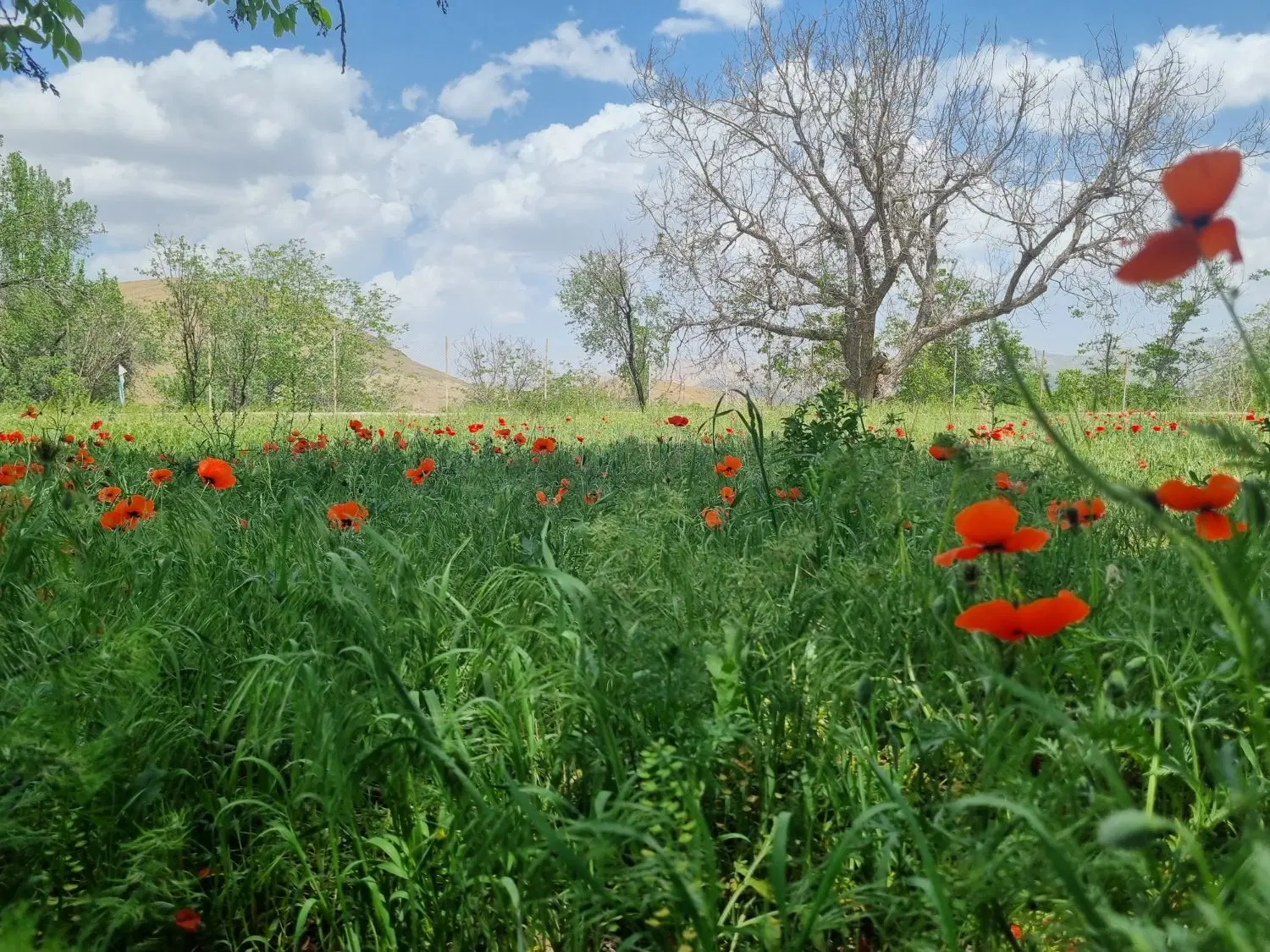 زمین مزروعی، روستای دهکده پزشکان تفرش