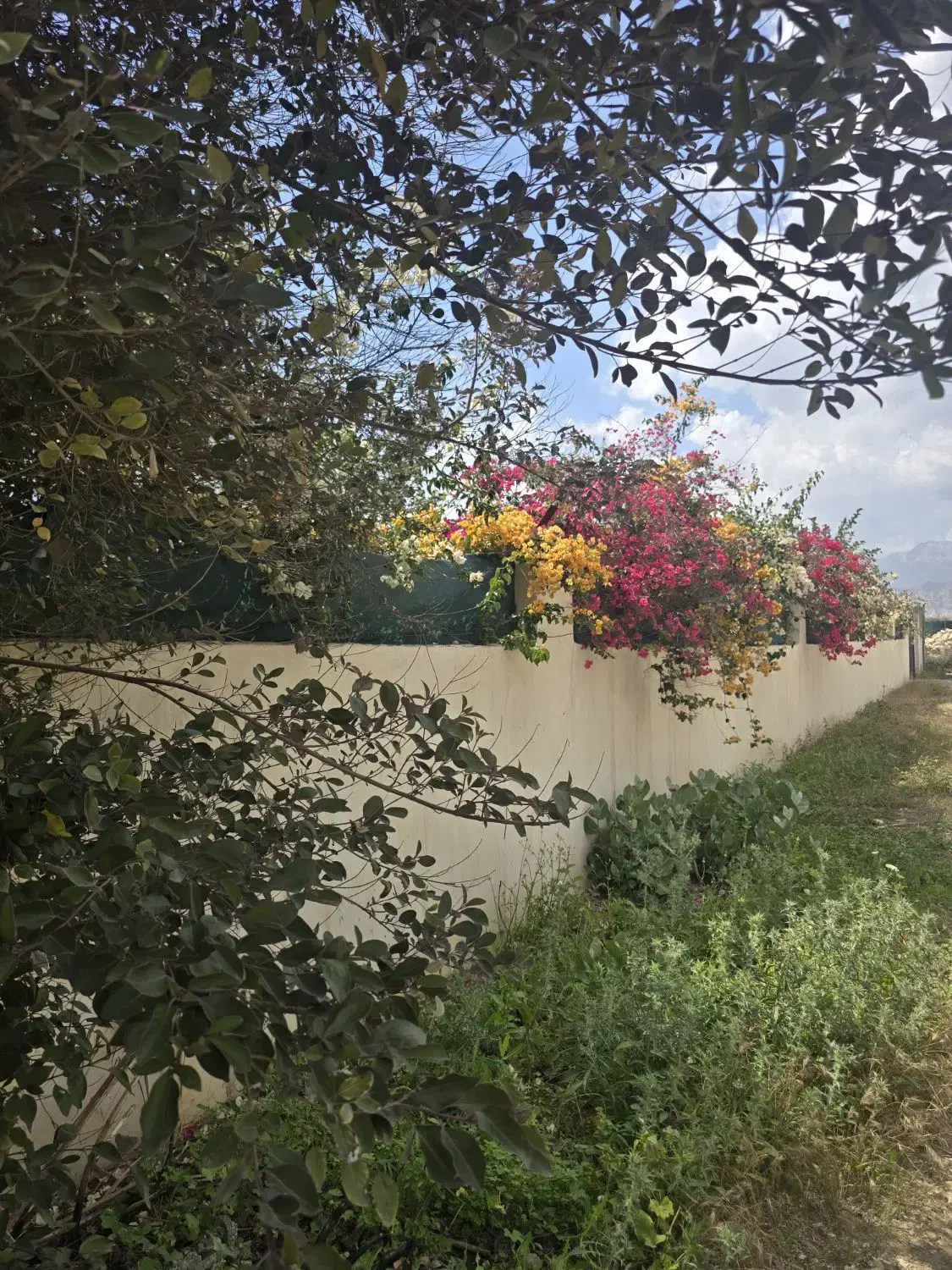 باغی در بهشت با درختان زرد آلو و خرمالو در جنوب