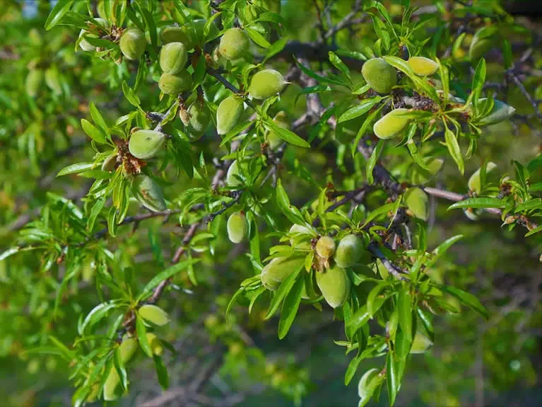 فروش باغ ۶۰۰ متری در مهدی‌شهر، گلستان ۷
