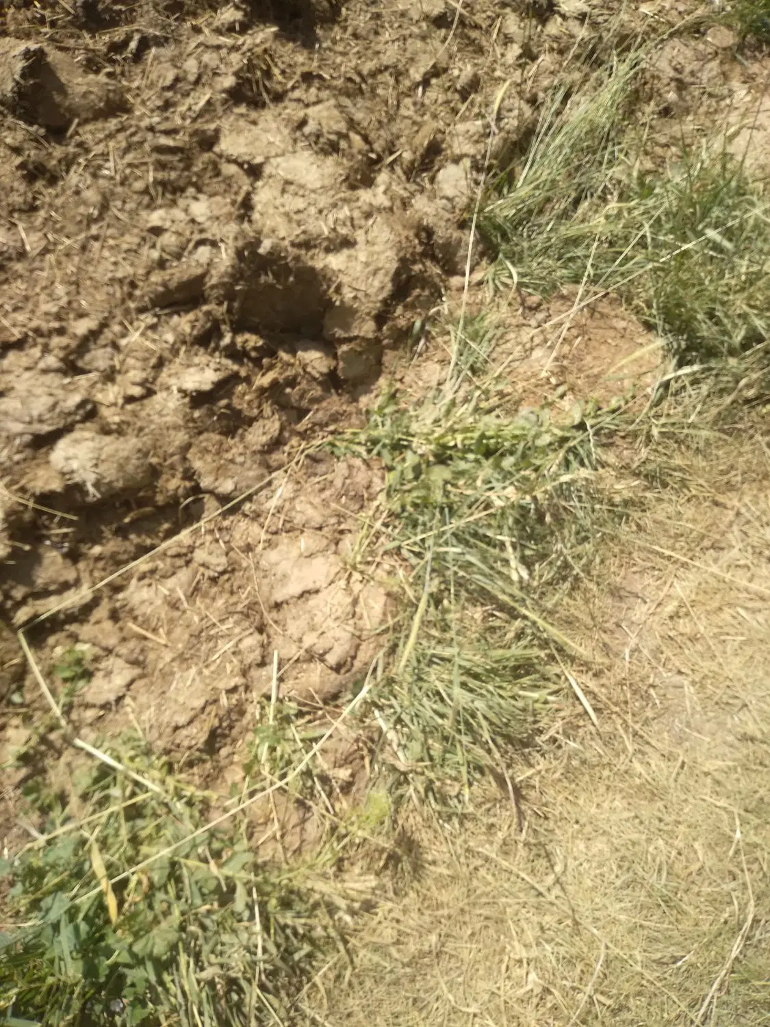 فروش زمینهای دادگستری در رودکی