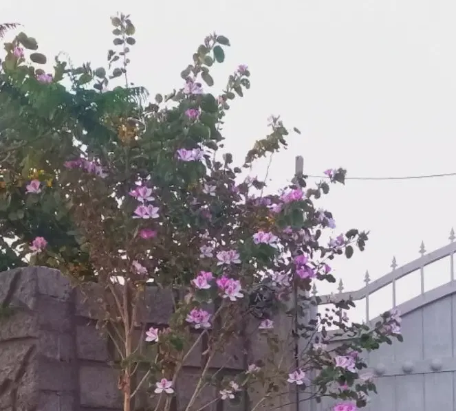 خونه باغ گورک