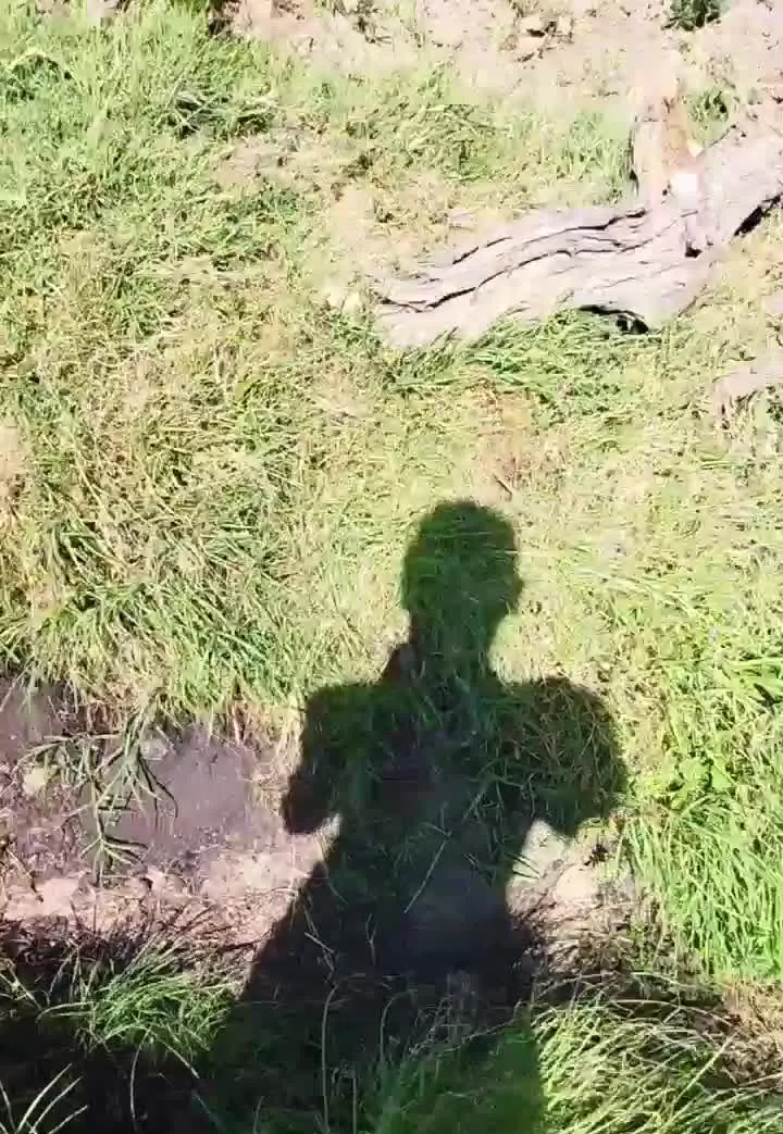 زمین باغی بادرختان انگور