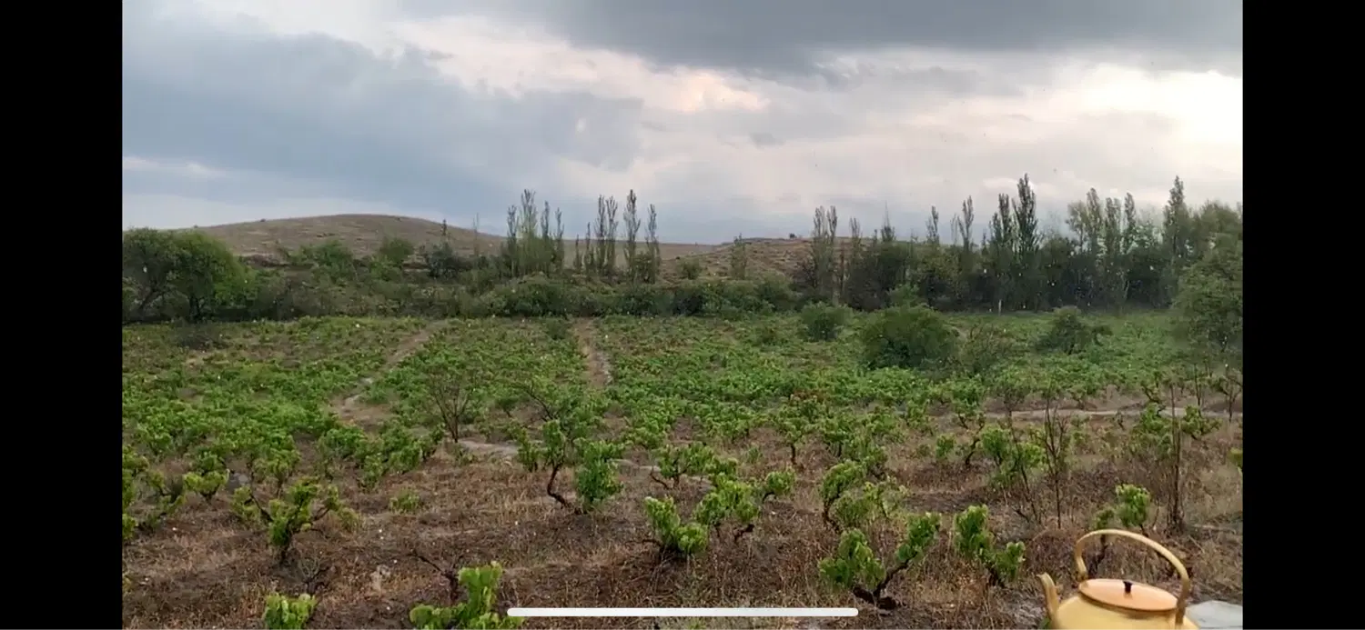 فروش باغ انگور