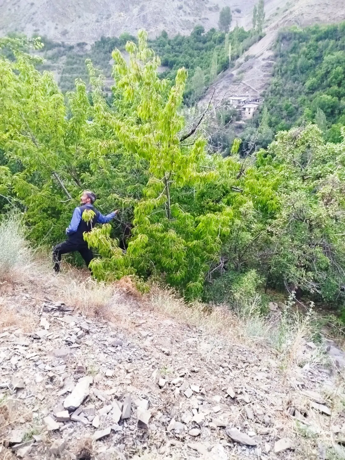 باغچه یا باغ بکر زیبا معاوضه ماشین اپارتمان