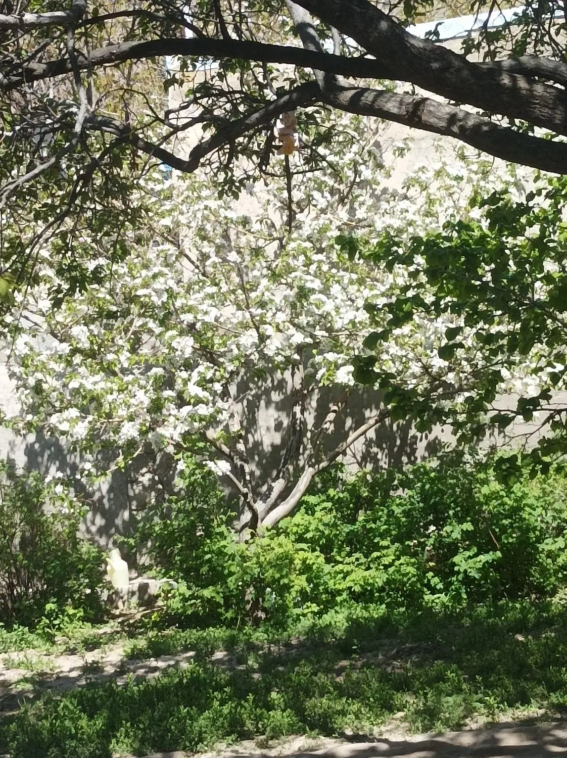 زمین در چاوان
