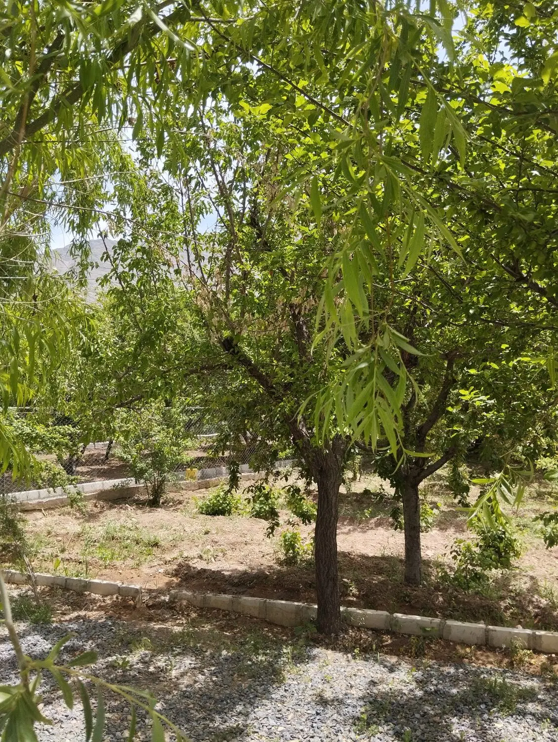 باغ زمین کشاورزی