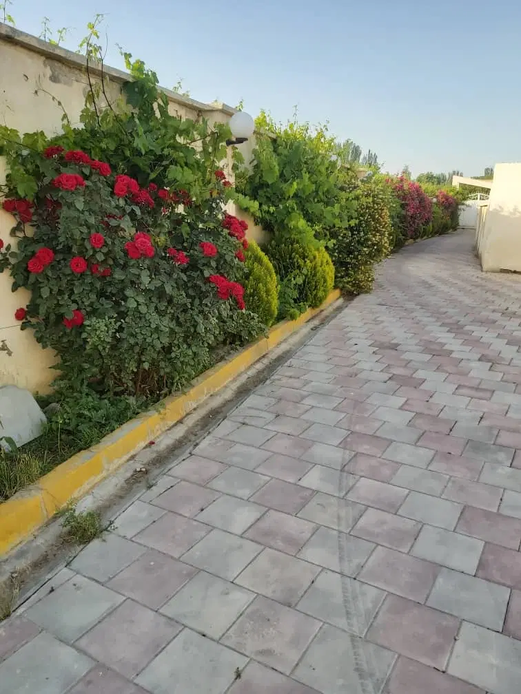 یک قطعه باغ انگور