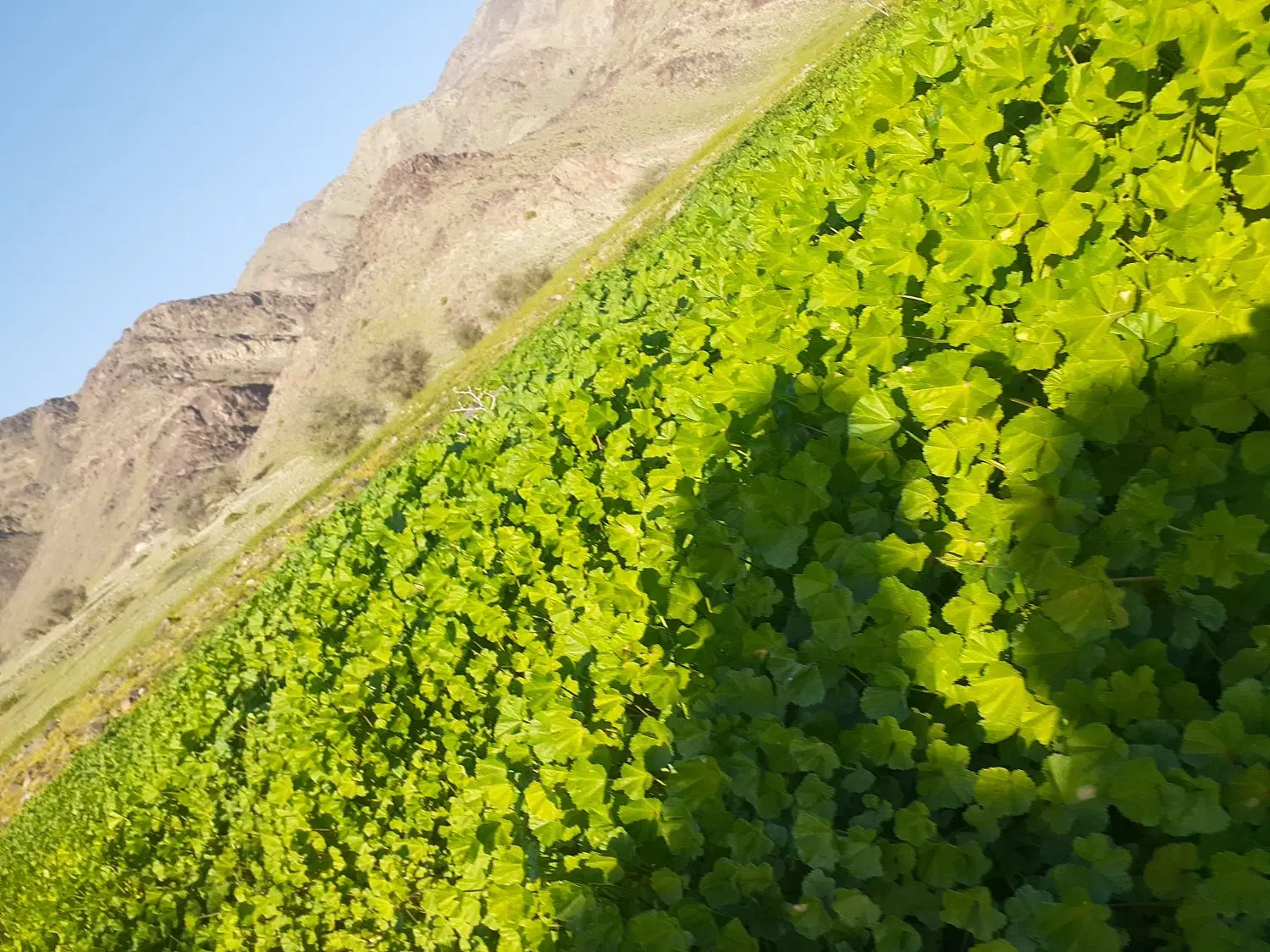 زمین مسکونی در مرکزبخش ساردوفروش و معاوضه ای