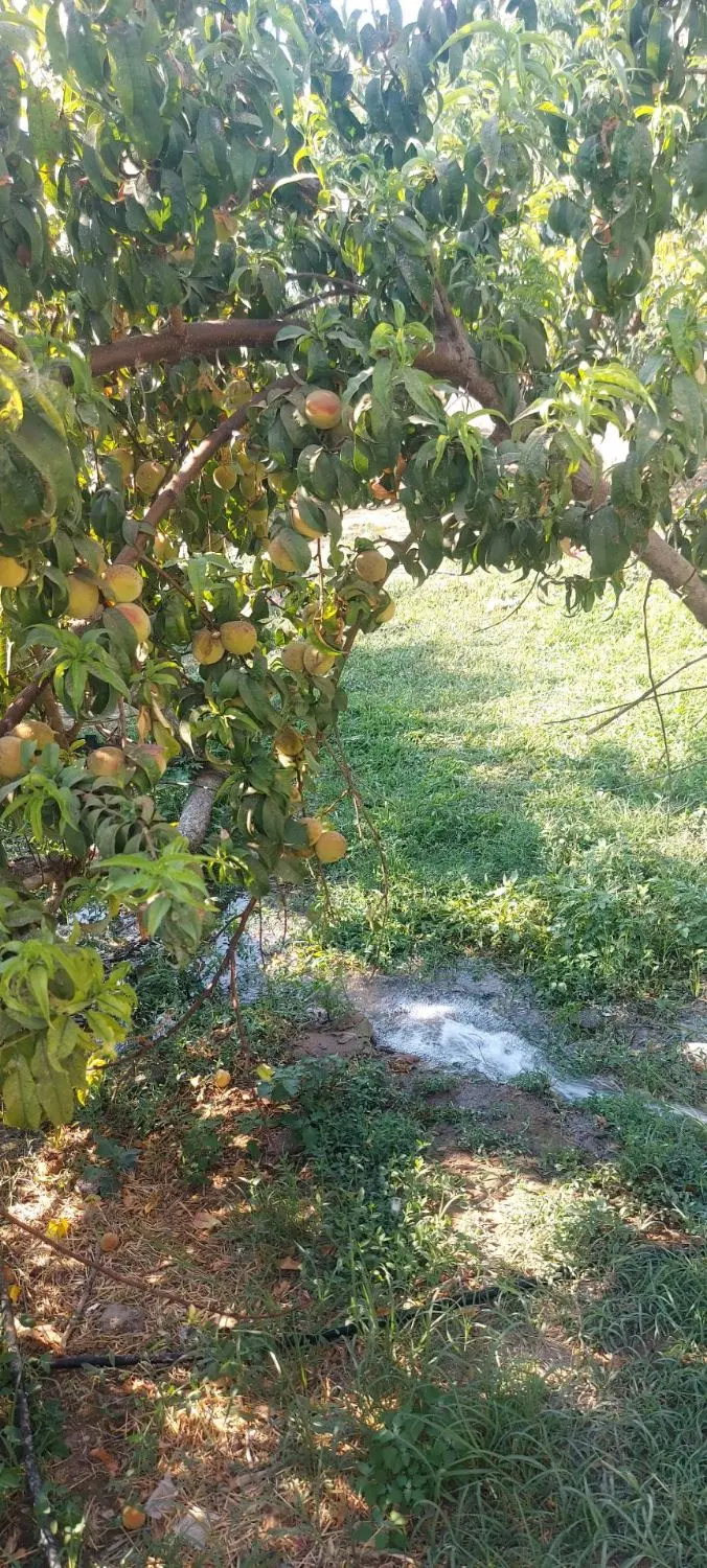 فروش باغچه ۵۰۰ متر مربع دهکده ورزشی چهار باغ