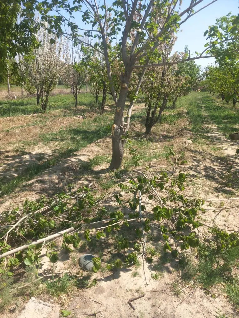 زمین (باغچه) ۱۵۰۰ متر سند دار