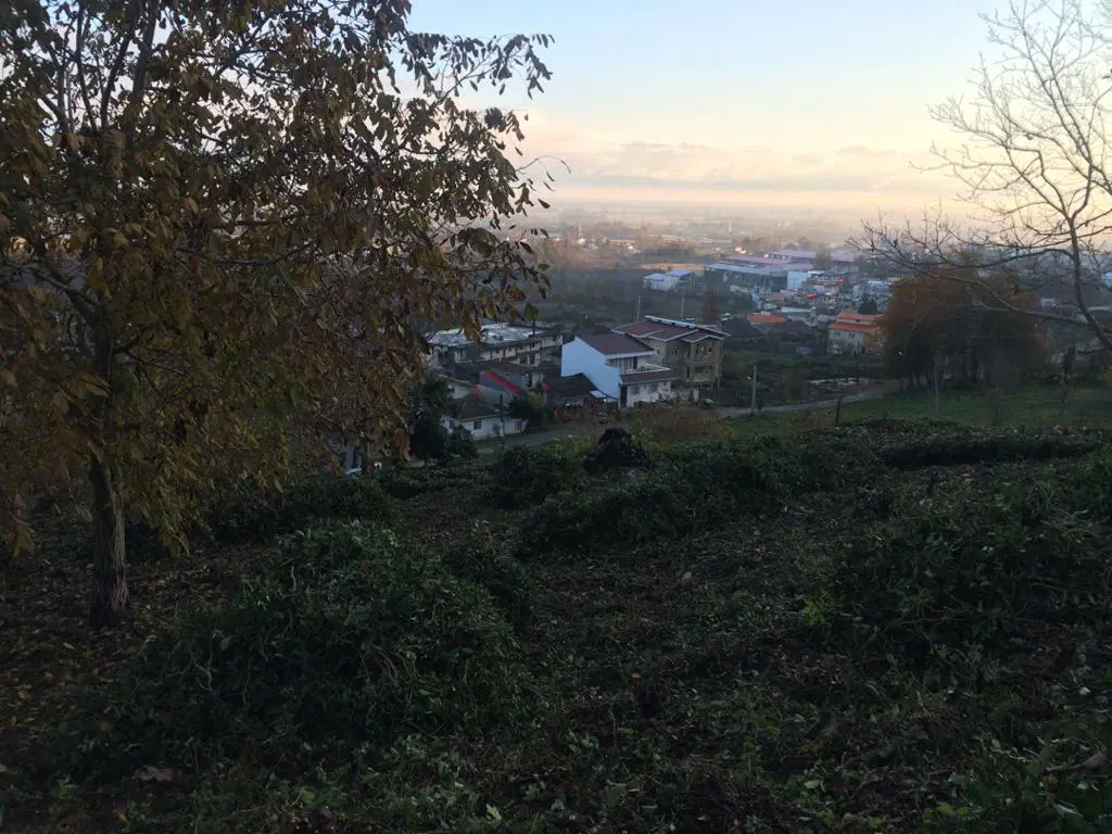 زمین باغی در شیخ زاهد