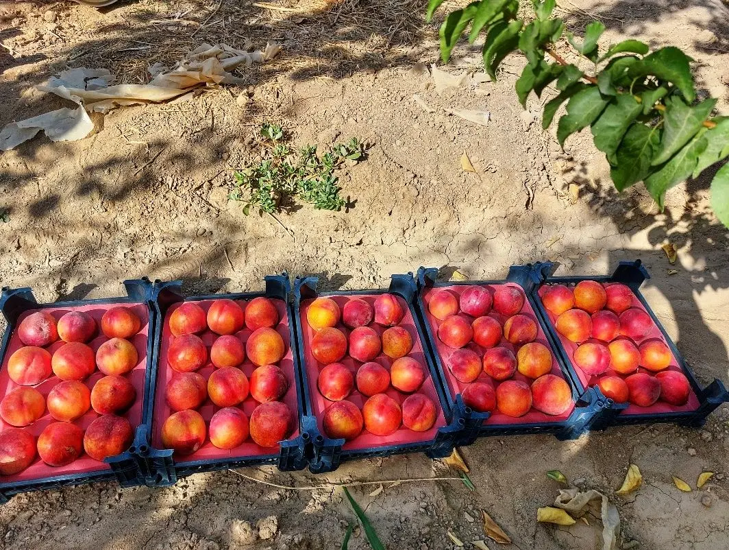 فروش باغ
