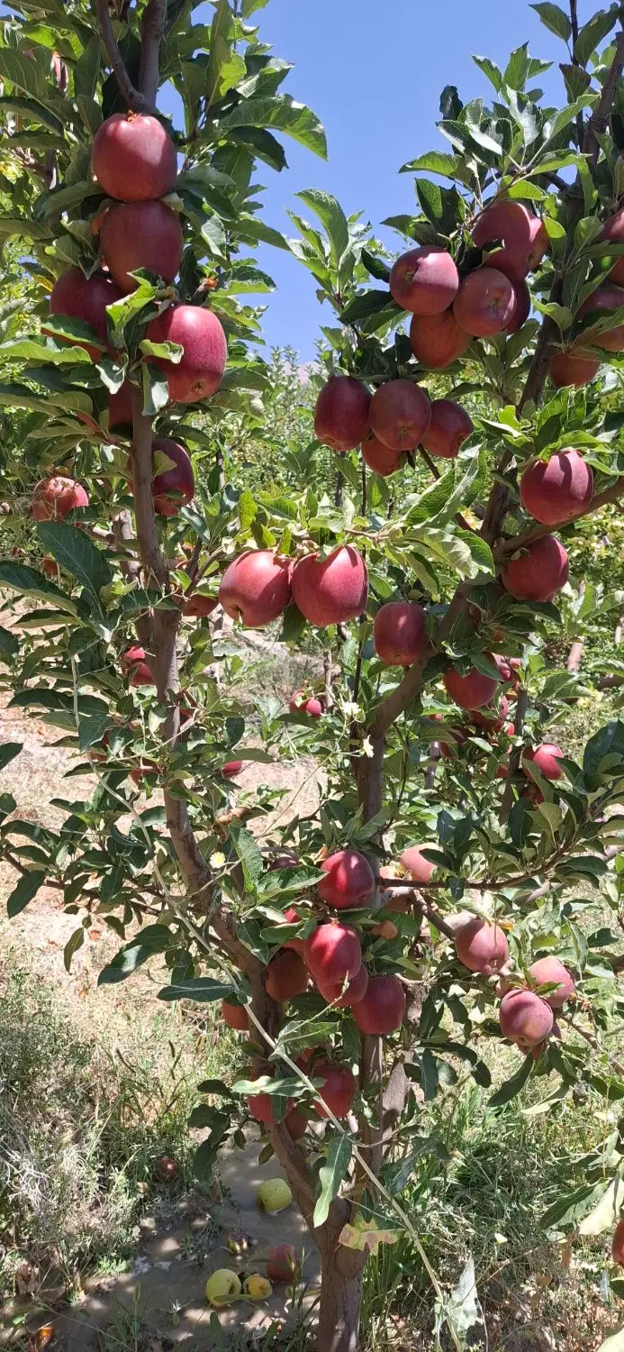 با سلام باغ در روستای کوخدان شهرسی سخت
